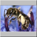 Lasioglossum morio - Furchenbiene w03 5mm.jpg